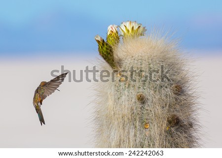 Hummingbirds collects soft part of the cactus for their nest, Bolivia