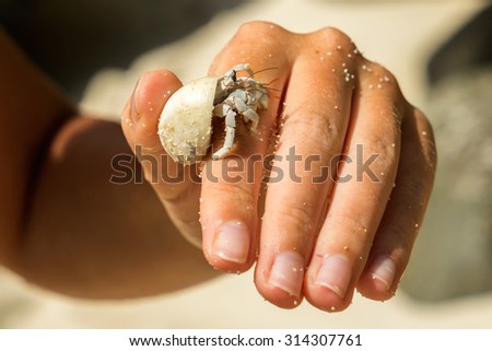 Diogenes-crab (hermit crab, pagurian, soldier crab) on a female hand