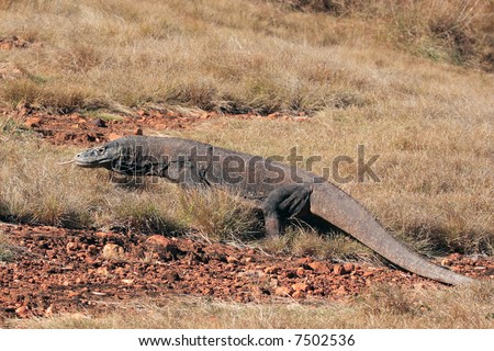 Komodo Dragon Island