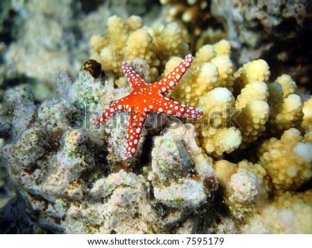 Coral starfish to the Red sea. Egypt
