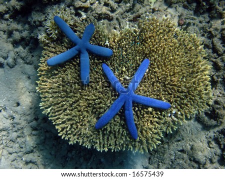 Underwater world. Gili Nanggu. Too blue starfishes on coral of Bali sea. Lombok island. Indonesia