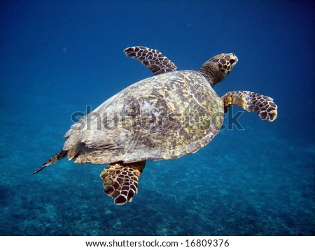 Underwater world. Sea turtle near Gili Meno. Lombok island. Indonesia