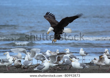 Bald Eagle Attack