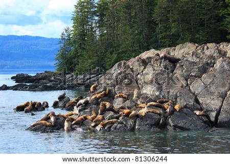 A group of golden brown sea lions sunning themselves on rocks by the water in Alaska, USA