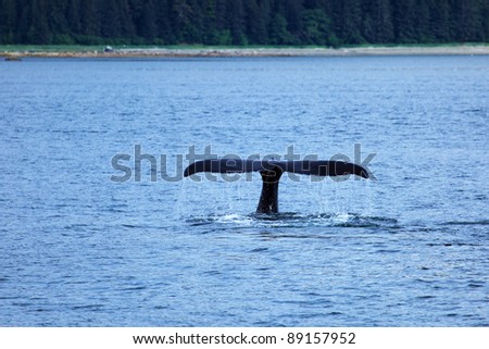 The whale shows the tail
