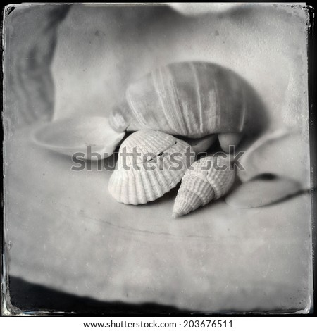 Instagram filtered black and white detail of seashells