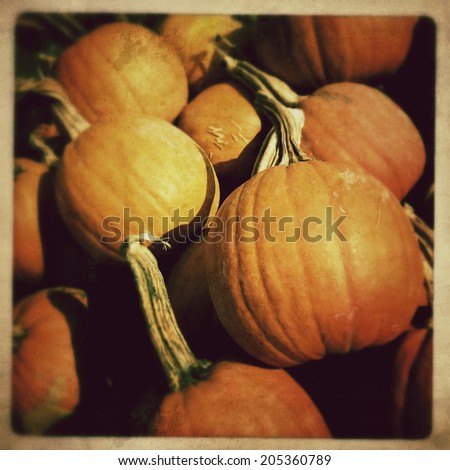 Instagram filtered image of pumpkins ready for picking on a farm