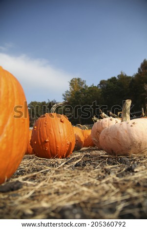 Pumpkins ready for picking on a farm