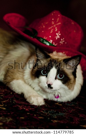 Ragdoll cat with a very red hat