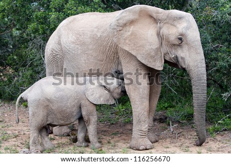Male calf feeding, Addo elephant elephant national park, eastern cape, south africa