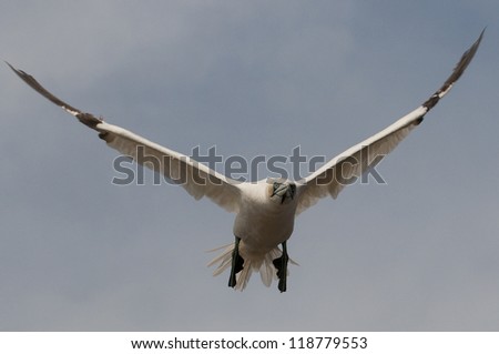 Northern gannet spreading its wings over bass rock, Scotland