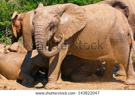 Family of elephants putting on their sun screen