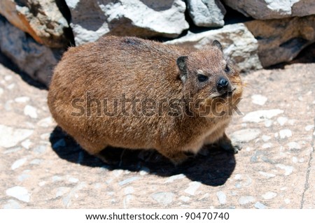 Dassie Table Mountain