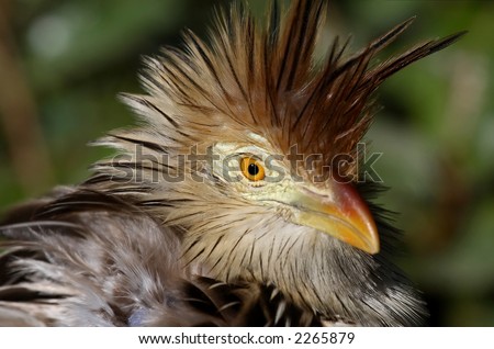 African Mouse Bird  with feathers ruffled up.