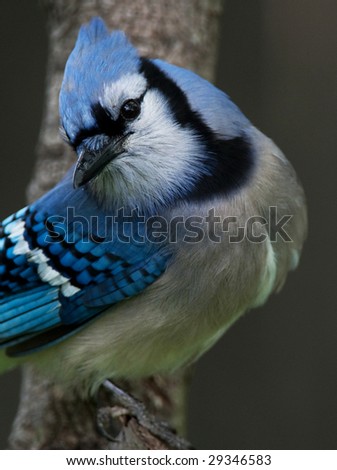 Close of a Blue-Jay