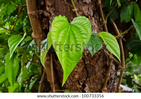 Green betel leaf in the park.