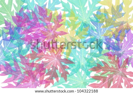 Abstract papaya leaf texture background.