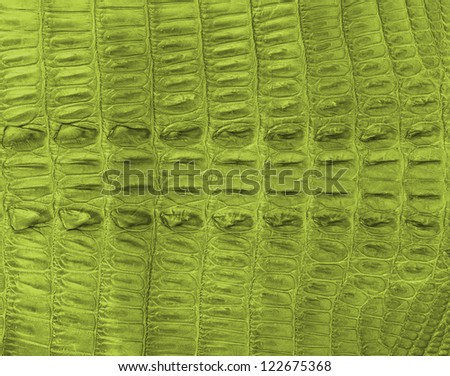 Crocodile bone skin texture background. Tender Shoots Color.