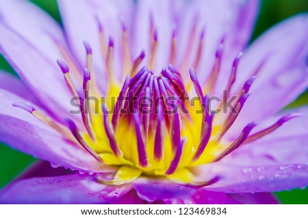 Close Up of Purple Water Lily.