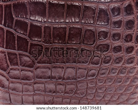 crocodile belly skin texture background. This image of Freshwater Crocodile \