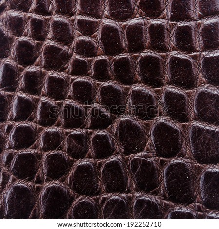 Freshwater crocodile belly skin texture background. This image of Freshwater Crocodile \