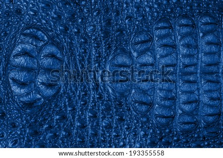 Crocodile bone skin texture background.  This image of Freshwater Crocodile \