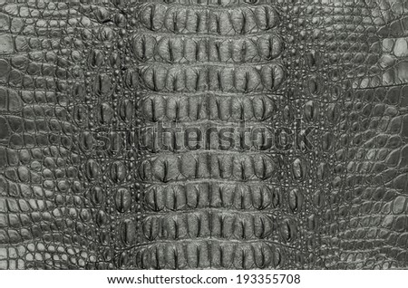 Crocodile bone skin texture background.  This image of Freshwater Crocodile 