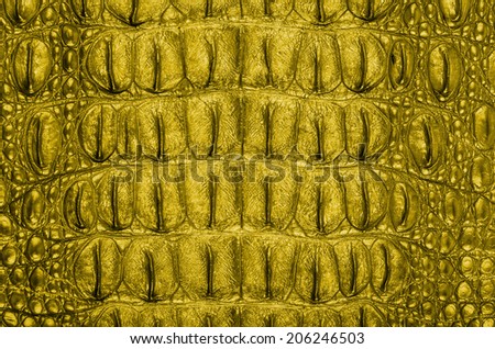 Crocodile bone skin texture background. This image of Freshwater Crocodile \