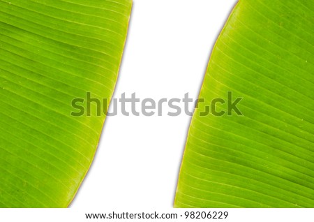 Green fresh banana leaf texture.