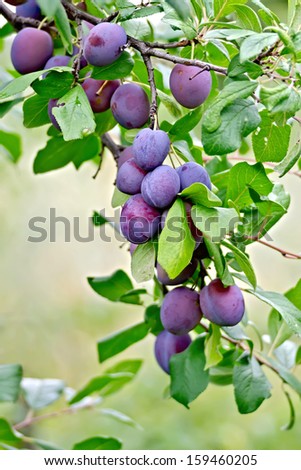 Branch with purple plums on a background of green leaves and grass