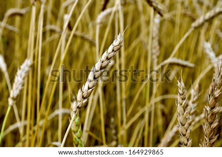Ear of wheat on a background of a wheat field