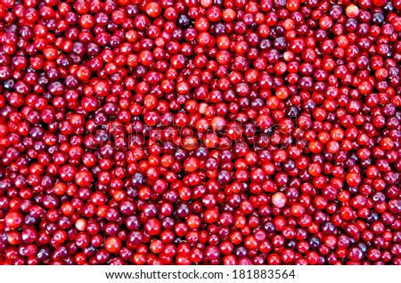The texture of ripe red berries lingonberry