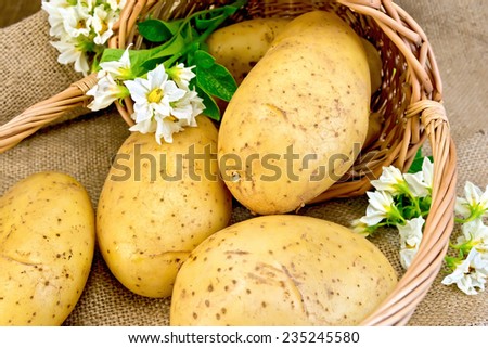 Yellow potato tubers, potato white flowers in a basket on burlap background on wooden board