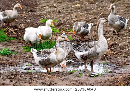Geese gray against the brown earth, green grass and water