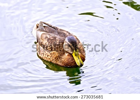 Wild brown duck swimming in the water reservoir