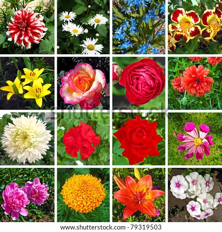 Kaleidoscope of sixteen different and colorful flowers