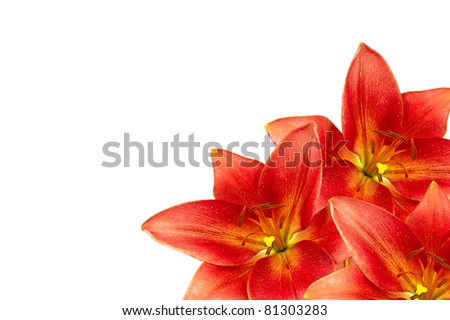Frame made of orange lilies isolated on white background