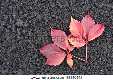 Two red leaf of decorative grapes on a background of black earth