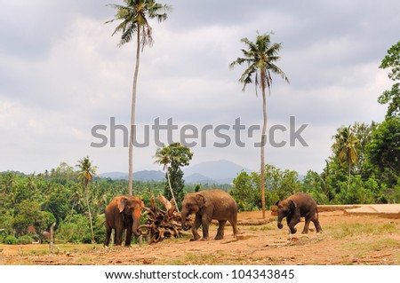 Herd of asian elephants at the Pinnawela Elephant Orphanage in Sri Lanka. MANY MORE PHOTOS FROM SRI LANKA IN MY PORTFOLIO.