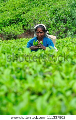 NUWARA ELIYA, SRI LANKA - MAY 26:  Woman from Sri Lanka breaks tea leaves on tea plantation on May 26, 2012 in Nuwara Eliya, Sri Lanka. Ceylon is one of the largest producers of tea.