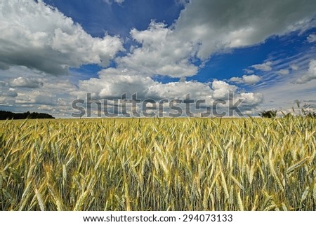 Cereal field on background sky with clouds. Country landscape.