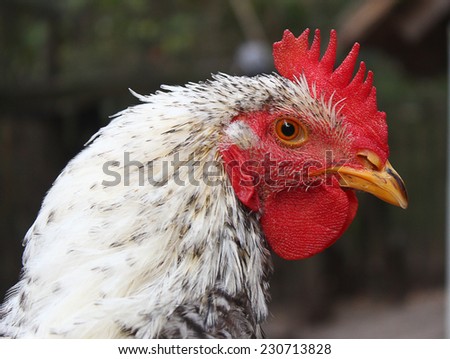 Outdoor close up of beautiful rooster head in natural environment