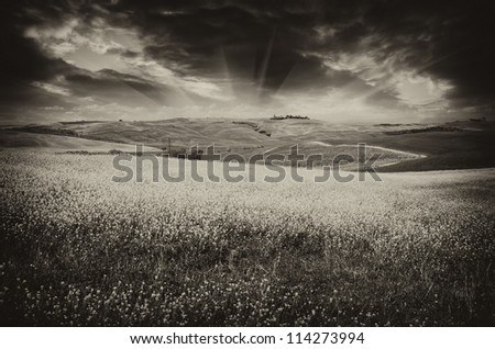 Black and White Landscape of Meadow in Tuscany, Italy