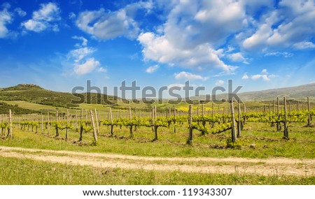 Sunset colors and Landscape above Tuscan Vineyard in Spring, Italy