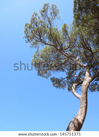 Maritime Pine tree group near sea and beach in Tuscany, Italy