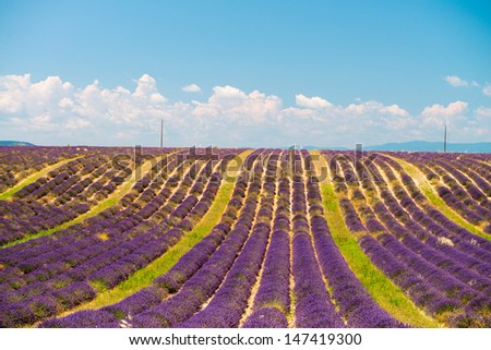 Lavender flower blooming scented fields in endless rows. Valensole plateau, provence - France