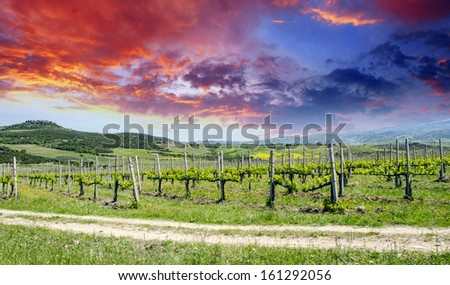 Sunset colors and Landscape above Tuscan Vineyard in Spring, Italy