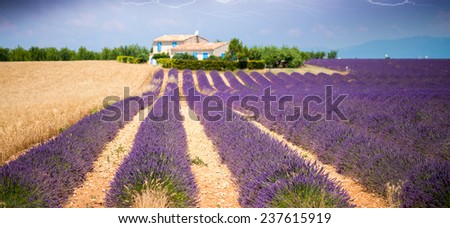 Wonderful landscape of lavender meadows during a storm.