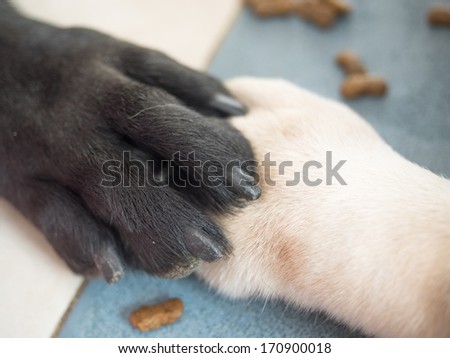 Friendship between dog and dog, hand  paw touching