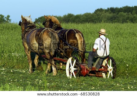 Farmer and team of horses cutting wheat.  A chance to look back to the way grain was commonly cut in the early 1900\'s.